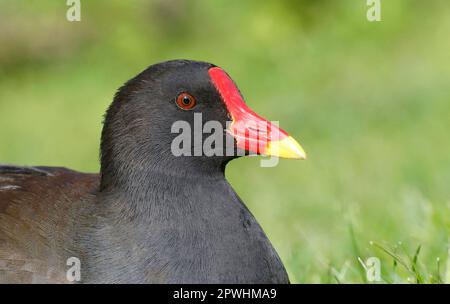 Moorhen, gemeine Moorhennen (Gallinula chloropus), Grünfußmoorhen, Rallen, Tiere, Vögel, Gemeiner Moorhen, Erwachsener, Nahaufnahme des Kopfes, Warwickshire Stockfoto