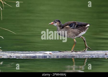 Moorhen, gemeine Moorhennen (Gallinula chloropus), Grünfußmoorhen, Rallen, Tiere, Vögel, Gemeiner Moorhen-Jugendlicher, der auf einer Holzplanke hineingeht Stockfoto