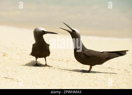 Black Noddy (Anous minutus), Erwachsenenpaar, am Sandstrand, Queensland, Australien Stockfoto