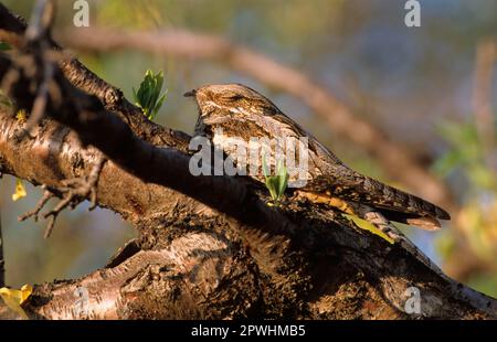 European Nightjar (Caprimulgus europaeus) on Branch, Roosting, daytime, Lesvos Stockfoto