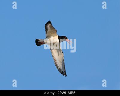 Eurasian Oystercatcher (Haematopus ostralegus), Erwachsener, anrufend, im Flug, North Uist, Äußere Hebriden, Schottland, Vereinigtes Königreich Stockfoto