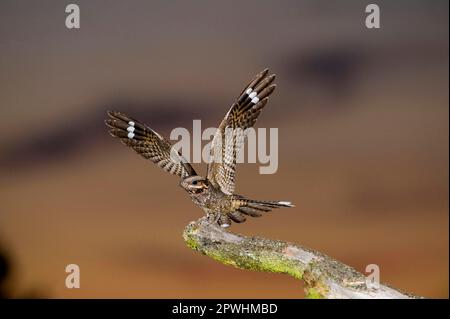 Eurasischer europäischer Nachtschwärmer (Caprimulgus europaeus), ausgewachsener Mann, mit ausgestreckten Flügeln, der in der Dämmerung auf einer Liegestange auf der Heide in Nord-Norfolk steht Stockfoto