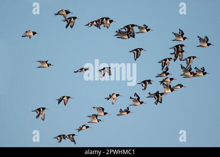 Eurasian Oystercatcher (Haematopus ostralegus) Herde, im Flug, Norfolk, England, Vereinigtes Königreich Stockfoto