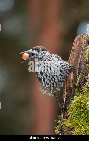 Gefleckter Nussknacker (Nucifraga caryocatactes caryocatactes), Erwachsener, mit Haselnuss im Schnabel, hoch oben auf dem Stumpf, Woiwodschaft Bialowieza N. P. Podlaskie Stockfoto