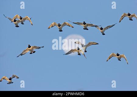 Eurasische eurasische Austernfleischherde (Haematopus ostralegus), im Flug, mit Mond, Norfolk, England, Im Winter Stockfoto