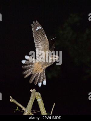 Eurasische europäische Nachtschwärmer (Caprimulgus europaeus), männlicher Erwachsener, auf der Flucht, der den Liedposten nachts im Heidenland zurücklässt, Norfolk, England, Vereinigtes Königreich Stockfoto