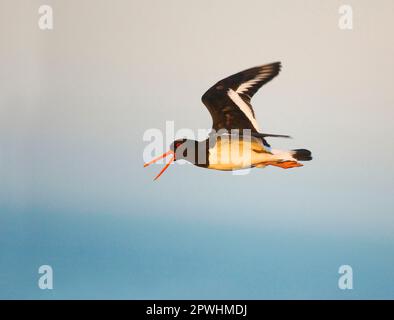 Eurasian Oystercatcher (Haematopus ostralegus), Erwachsener, Anruf, während des Fluges, Shetland-Inseln, Schottland, Vereinigtes Königreich Stockfoto