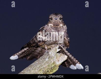 Eurasische europäische Nachtschwärmer (Caprimulgus europaeus), männlicher Erwachsener, bei Nacht auf einem Liedposten in Heidenland, North Norfolk, England, Vereinigtes Königreich Stockfoto