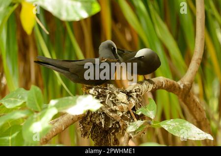 Black Noddy (Anous minutus), Erwachsenenpaar, Austausch von Nestmaterial am Nest in Zweig, Queensland, Australien Stockfoto