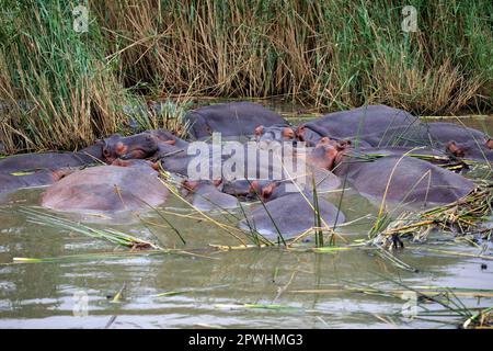 Hippopotamus (Hippopotamus amphibius), Gruppe von Erwachsenen im Wasser, Mündung St. Lucia, Isimangaliso Wetland Park, Kwazulu Natal, Südafrika, Afrika Stockfoto