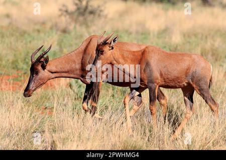 Tsessebe, erwachsenes Paar, Tswalu Wildreservat, Kalahari, Nordkap, Südafrika, Afrika (Damaliscus lunatus) Stockfoto