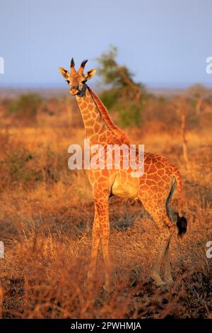 Kap Giraffe (Giraffa camelopardalis giraffa), jung, Kruger-Nationalpark, Südafrika, Afrika Stockfoto