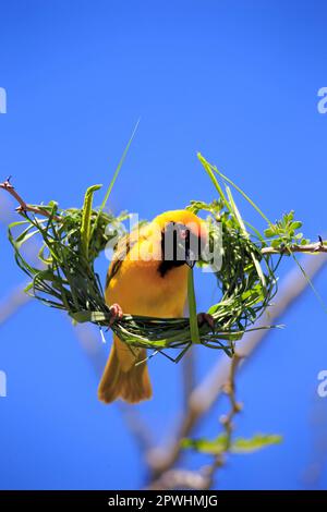 Südliche Maskenweber (Ploceus velatus), männlicher Erwachsener, der ein Nest baut, Tswalu Wildreservat, Kalahari, Nordkap, Südafrika Stockfoto