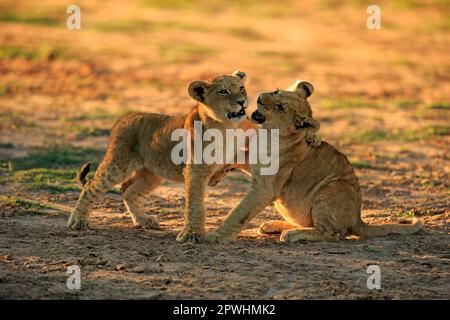 Löwe (Panthera leo), zwei vier Monate alte Jungen, die spielen, Sozialverhalten, Geschwister, Tswalu Game Reserve, Kalahari, Nordkap, Südafrika Stockfoto