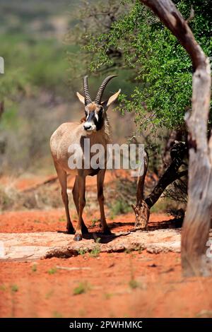 Roan Antilope (Hippotragus Spitzfußhaltung), Erwachsene, Tswalu Game Reserve, Kalahari-Wüste, Nordkap, Südafrika Stockfoto