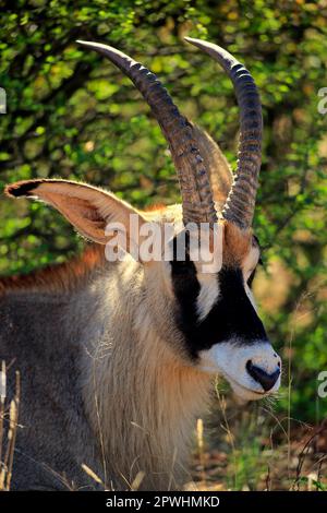 Roan Antilope (Hippotragus equinus), Portrait für Erwachsene, Tswalu Game Reserve, Kalahari, Nordkap, Südafrika Stockfoto