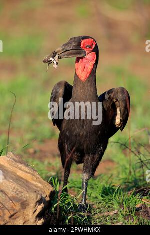 Southern Ground Hornbill (Bucorvus leadbeateri), Erwachsener mit Beute, Kruger-Nationalpark, Südafrika, Afrika Stockfoto