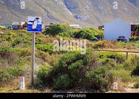 Wegweiser zu Pinguinen, Straßenschild, Richtung Pinguine, Betty's Bay, Westkap, Südafrika Stockfoto