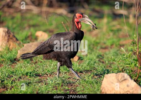 Southern Ground Hornbill (Bucorvus leadbeateri), Erwachsener mit Beute, Kruger-Nationalpark, Südafrika, Afrika Stockfoto