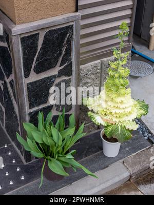 Blumen in Töpfen auf der Straße von Kyoto, Japan Stockfoto