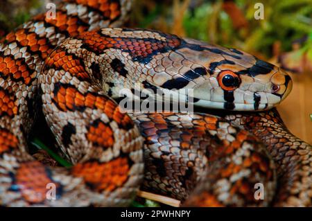 Leopardenschlange Stockfoto