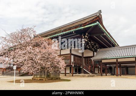 Kyoto, Japan - 25. März 2023: Kaiserpalast und Park. Kyoto Gyoen National Garden in Kyoto, Japan Stockfoto