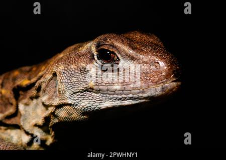 Schmetterling (Agama) Stockfoto