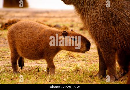 Wasserschweine Stockfoto