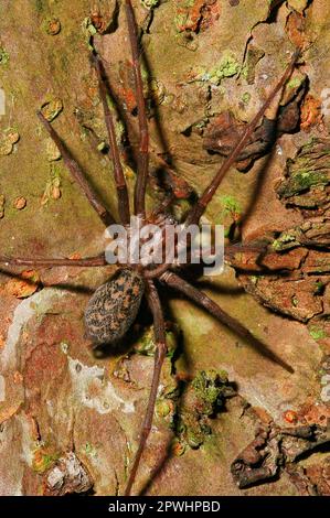 Haus Spinne Stockfoto