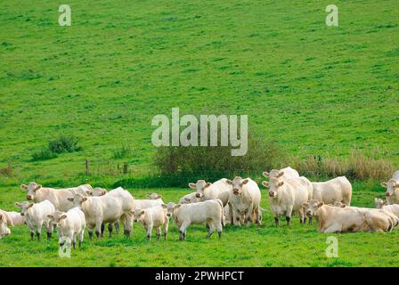 Charolais-Rinder, Mutterkuhhaltung Stockfoto