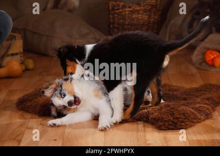 Australischer Hirte, Welpen, 12 Wochen, Blauer Merle und Schwarzer Tri Stockfoto