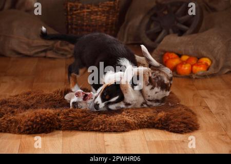Australischer Hirte, Welpen, 12 Wochen, Rotbarsch und Schwarztrie Stockfoto