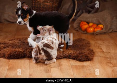 Australischer Hirte, Welpen, 12 Wochen, Rotbarsch und Schwarztrie Stockfoto
