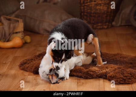 Australischer Hirte, Welpen, 12 Wochen, Blauer Merle und Schwarzer Tri Stockfoto