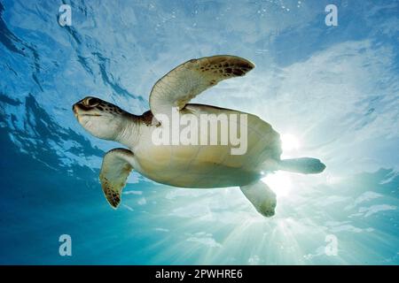 Hawksbill Meeresschildkröte (Eretmochelys imbricata), Kanarische Inseln, Spanien, Europa, Atlantik Stockfoto