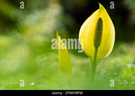 Westlicher Stinkkohl (Lysichiton americanuss) blüht in Feuchtgebieten, Queets Rainforest, Olympic National Park, Washington, USA Stockfoto