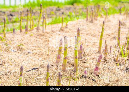 Köstlicher Spargel wächst auf einem Gartenbett, sonniger Frühlingstag. Gut gepflegter Garten mit Spargelstangen Stockfoto