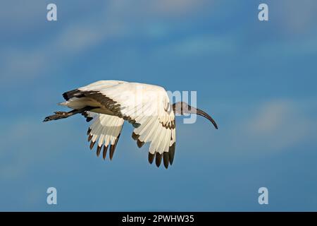 Ein afrikanischer heiliger Ibis (Threskiornis aethiopicus) im Flug mit offenen Flügeln, Südafrika Stockfoto