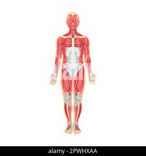 Das Muskelsystem im menschlichen Körpervektorbild. Cartoon-Mann mit anatomischer Struktur isoliert auf weißem Hintergrund Stock Vektor