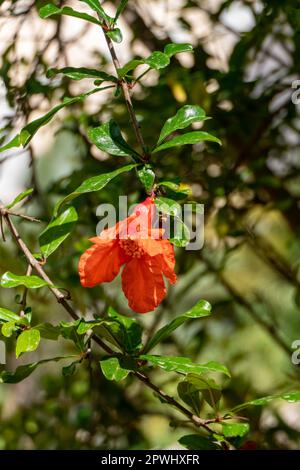 Rote Blüten und Knospen eines blühenden Granatapfelbaums schließen sich zwischen grünem Laub und verschwommenem Hintergrund Stockfoto