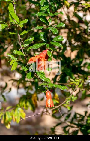 Rote Blüten und Knospen eines blühenden Granatapfelbaums schließen sich zwischen grünem Laub und verschwommenem Hintergrund Stockfoto