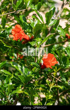 Rote Blüten und Knospen eines blühenden Granatapfelbaums schließen sich zwischen grünem Laub und verschwommenem Hintergrund Stockfoto