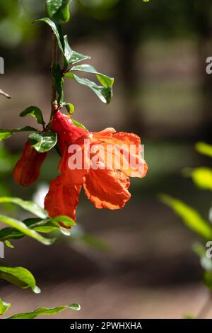 Rote Blüten und Knospen eines blühenden Granatapfelbaums schließen sich zwischen grünem Laub und verschwommenem Hintergrund Stockfoto