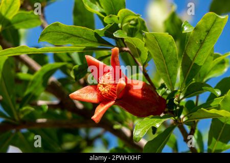 Rote Blüten und Knospen eines blühenden Granatapfelbaums schließen sich zwischen grünem Laub und verschwommenem Hintergrund Stockfoto