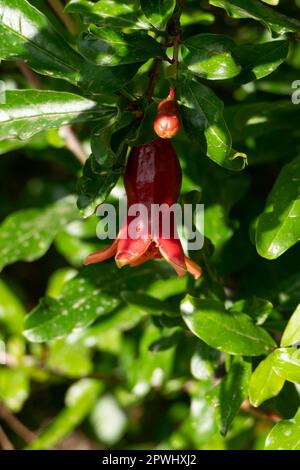 Rote Blüten und Knospen eines blühenden Granatapfelbaums schließen sich zwischen grünem Laub und verschwommenem Hintergrund Stockfoto