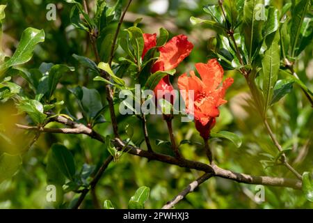 Rote Blüten und Knospen eines blühenden Granatapfelbaums schließen sich zwischen grünem Laub und verschwommenem Hintergrund Stockfoto