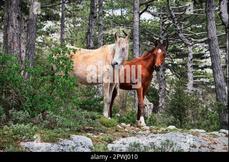 Zwei Pferde stehen im Wald am Rand eines Felsens Stockfoto