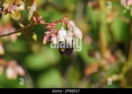 Frühe Hummel (Bombus pratorum), Familie Apidae auf weißen, langen Glockenblüten oder urnenförmigen Blüten der nördlichen Hochbuschblaubeere Stockfoto