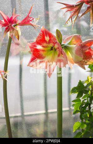 Ich züchte bulbusartige Zimmerpflanzen. amaryllis blüht auf dem Fensterbrett. Sanft schöne große rote Amaryllis-Blumen Stockfoto