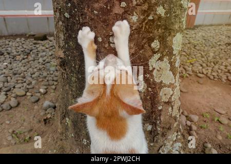 Die türkische Van-Katze schärft ihre Nägel auf dem Ast Stockfoto